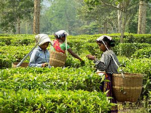 Female workers at a tea Garden of Assam