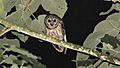 Fulvous Owl (Strix fulvescens) (5957075195)