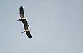 Great blue heron - Flight