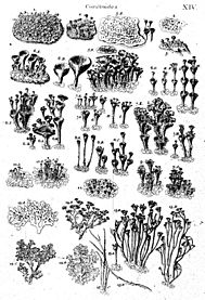 Historia muscorum plate 14 Coralloides