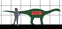 Magyarosaurus- human size.JPG