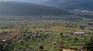 Olive groves in Syria