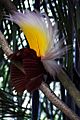 Paradisaea apoda -Bali Bird Park-7