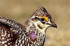 Sharp-Tailed Grouse (25759427000)