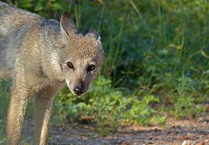 Side-striped Jackal (Canis adustus)- rare sighting of this nocturnal animal ... (13799252233).jpg