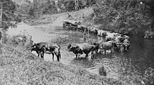 StateLibQld 2 392681 Bullock teams at Boefingers Crossing, Eumundi, 1917