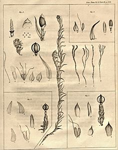illustration of plant species 