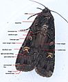 Basic moth identification features