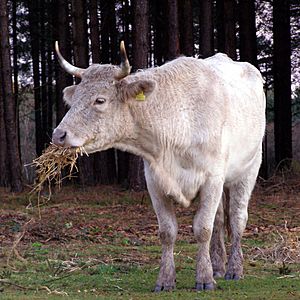 Cow eating straw new forest