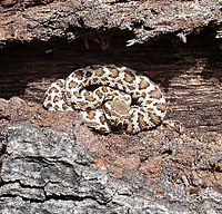 Crotalus viridis Southern Pacific Rattlesnake Juvenile