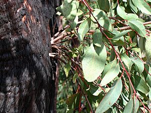 Epicormic Shoots from an Epicormic Bud on Eucalyptus following Bushfire 2, near Anglers Rest, Vic, Aust, jjron 27.3.2005