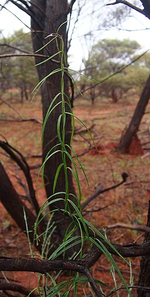 Marsdenia australis habit 2.jpg