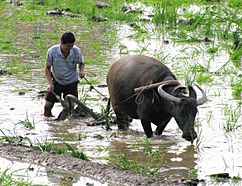 Plowing paddy field with a water buffalo
