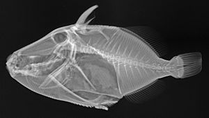 Rhinecanthus rectangulus X-ray.jpg