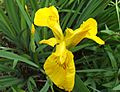Yellow Iris, Gunnersbury Triangle