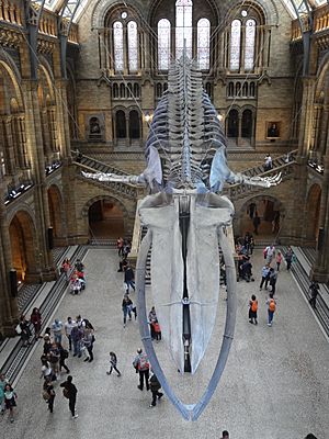 2017 Blue whale skeleton at the Central Hall of the Natural History Museum, London 04
