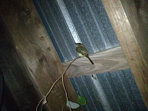 Acadian Flycatcher In Shed