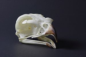 Buteo regalis skull