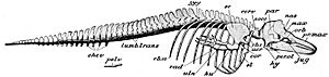 Cambridge Natural History Mammalia Fig 183