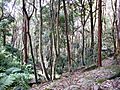 Coachwood Rainforest - Ferndale Park