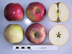 Cross section of Splendour, National Fruit Collection (acc. 1961-074).jpg