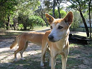 Dingoes Fraser Island2