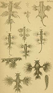 Figures of molluscous animals, selected from various authors (1859) (14593061148)