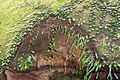 Hawkesbury Sandstone & Pyrrosia rupestris Chatswood West