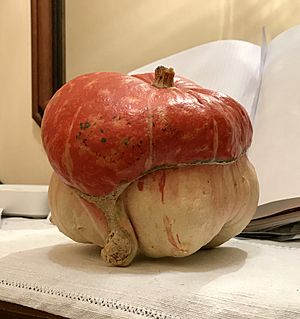 Mini red turban pumpkin.jpg