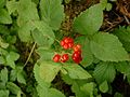 Rubus saxatilis02