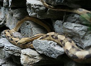 Trans-Pecos Rat Snake.jpg