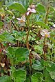 Begonia cucullata (17996084090)