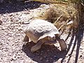 Desert Tortoise at Red Rock Canyon National Conservation Area, NV