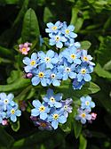 Forget-me-not close 600.jpg