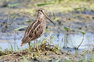 Long-legged bird with long bill wading in marsh