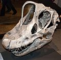 Giraffatitan skull in Berlin