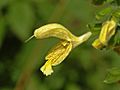 Lamiaceae - Salvia glutinosa-3