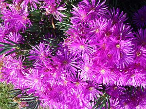 Pacific Grove Livingstone daisy flower 