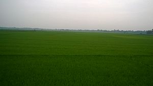 Paddy field in West Bengal