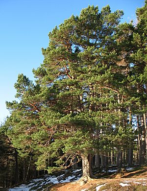 Pinus sylvestris Glenmuick