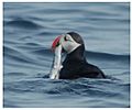 Puffin with capelin