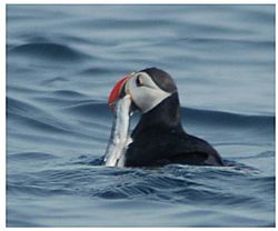 Puffin with capelin