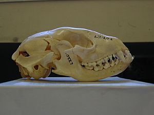 Raccoon skull Pengo