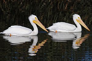 American White Pelicans on Adobe Creek Dec