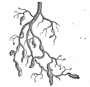 Dactylosphaera vitifolii 2 meyers 1888 v13 p621