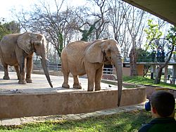 Elefantes 4