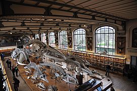 Galerie d'Anatomie comparée - Muséum national d'histoire naturelle