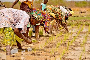 Gambian Rice Fields