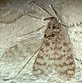 Jurassipanorpa sticta holotype