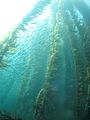 Kelp forest and sardines, San Clemente Island, Channel Islands, California